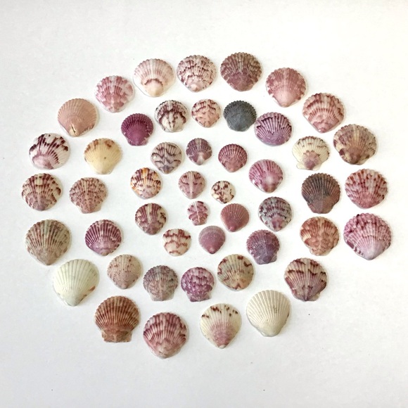 Calico Scallop Seashells 48 Lot Florida .75” to 1.25” Beach Coastal Decor Crafts - Picture 1 of 4